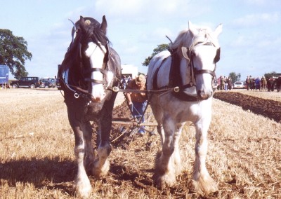 ploughing-horses-2-brailsford-2000